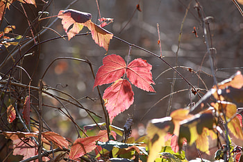 Bush, Macro, Branches HD wallpaper