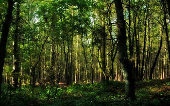 Nature, Trees, Forest, Branches, Branch, Greens, Trunks HD wallpaper