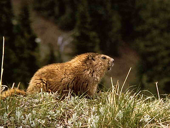 Marmot, cute, beautiful HD wallpaper