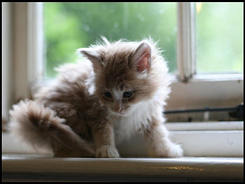 Einstein the Kitten, kitten, einstein HD wallpaper