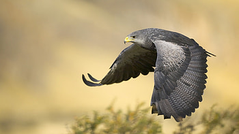 Animals, Birds, Eagles HD wallpaper