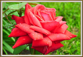 BEAUTIFUL ROSE, FLOWER, ROSE, BEAUTIFUL, FRAMED HD wallpaper