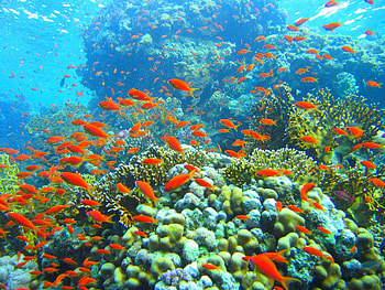 Great Barrier Reef, Marine biodiversity, Queensland, Underwater wonders HD wallpaper