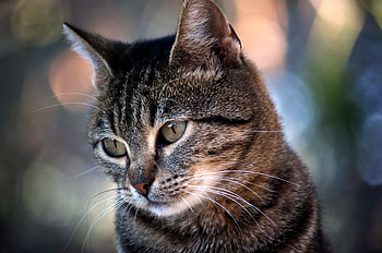 Animals, Glare, Cat, Muzzle, Sight, Opinion HD wallpaper