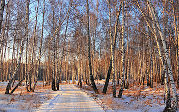 Snow winter birch woods, Road , Nature, Landscape HD wallpaper