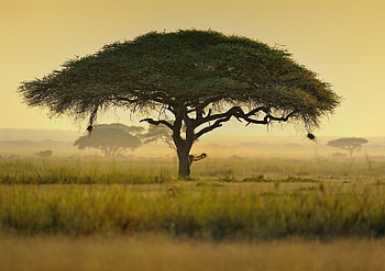 Acacia Tree, Nature's umbrella, Kenya's beauty, Beautiful scenery HD wallpaper