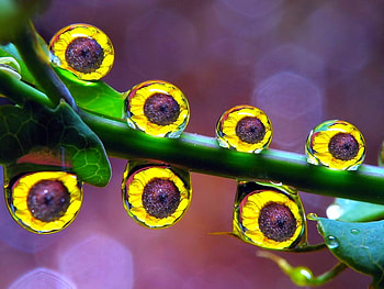 Flowers in Drops, beautiful HD wallpaper