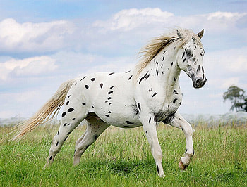 Doted Horse, doted, horse, beautiful HD wallpaper