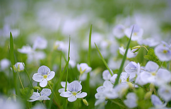Plants, Flowers HD wallpaper