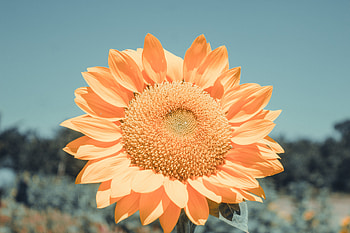Flowers, Flower, Petals, Sunflower HD wallpaper