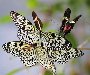 Beautiful Butterflies, animal, butterflies, wings, insects HD wallpaper