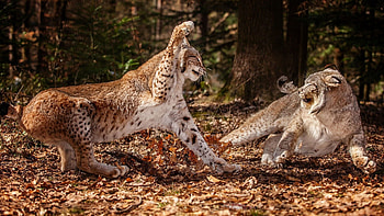 Animals, Grass, Leaves, Fight, Snow Leopards HD wallpaper