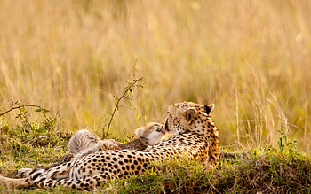 Animals, Grass, Leopards, Young, Couple, Pair, To Lie Down, Lie, Care, Joey HD wallpaper
