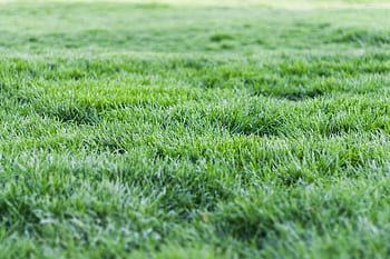 Close-up view of a lush green grass lawn, perfect for nature backgrounds. HD wallpaper