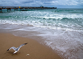 Nature, Coast, Ocean, Bridge, Gull, Seagull, Atlantic Ocean HD wallpaper