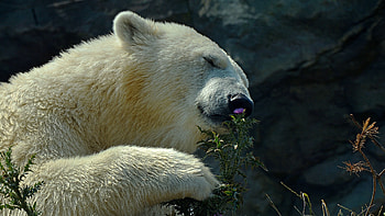 Polar Bear, polar-bear, animals, cute HD wallpaper