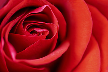 Flower, Macro, Rose Flower, Rose, Petals HD wallpaper