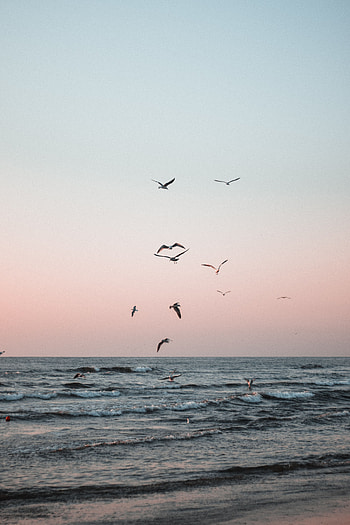Nature, Birds, Sea, Seagulls, Waves, Coast HD phone wallpaper