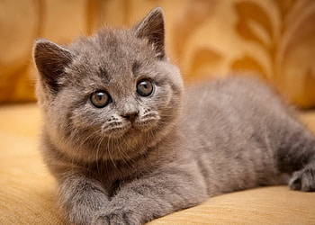 British kitty, sweet, british, kitty, cute, cat, fluffy, kiten, rest, adorable, look HD wallpaper