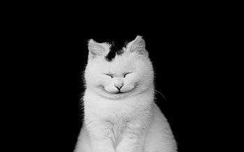 Smiling cat, animal, white, black, mood, smile, cat, funny HD wallpaper