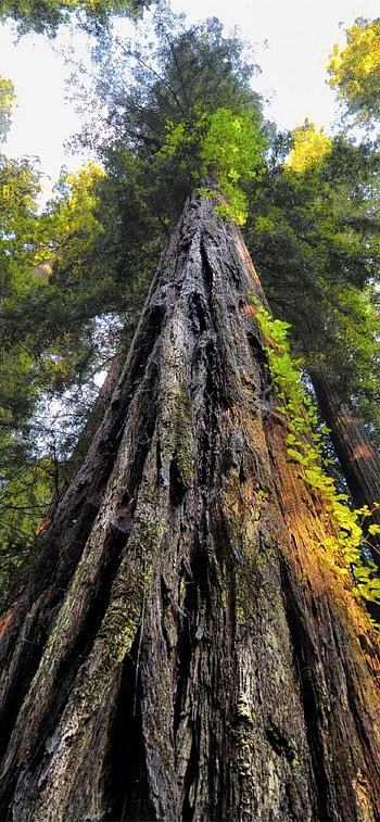 Sequoia national park, , Serene landscapes, Nature's paradise HD phone wallpaper