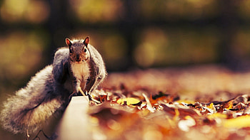 Animals, Squirrel, Autumn, Leaves, Animal HD wallpaper