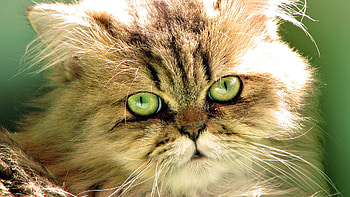Close up kitten, animal, kitten, cat, eye HD wallpaper