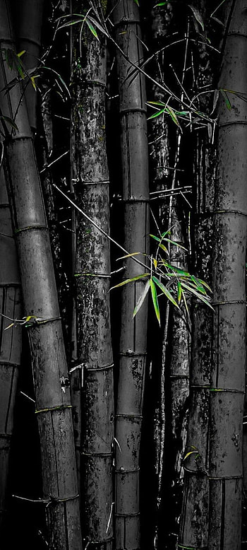 LoveLife, bamboo, terrestrial_plant, black HD phone wallpaper