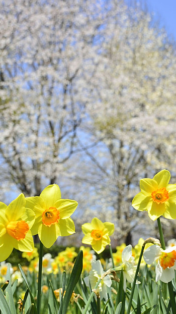 Daffodil, Flower, Daffodil Flower HD phone wallpaper