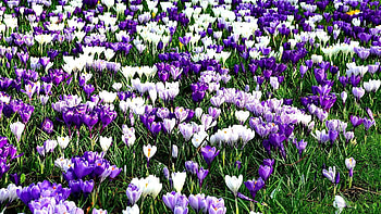 Sea of Spring, sea, carpet, floral, meadow, nature, flowers, grass, spring HD wallpaper