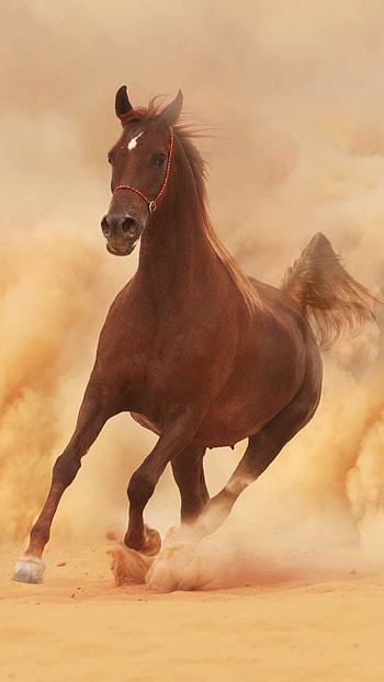Arabian horse, , Backgrounds HD phone wallpaper