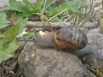my pet snail, shell, animals, garden, snails, rhys, pet, slimy, snail HD wallpaper