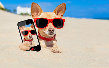 Selfie, blue, dog, animal, sand, , beach, summer, sunglasses, red, funny, chihuahua HD wallpaper
