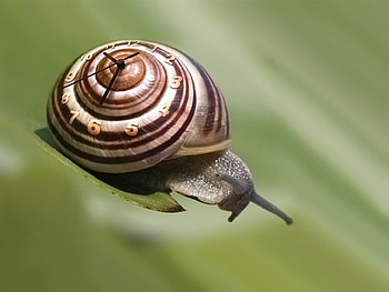 Motion of Time, time, watch, slow, hands, clock, snail HD wallpaper