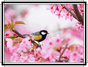 FRAMED BIRD., NATURE, FRAMED, , BIRD HD wallpaper