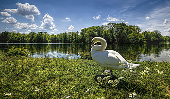 Animals, Landscape, Rivers, Shore, Bank, Goose HD wallpaper