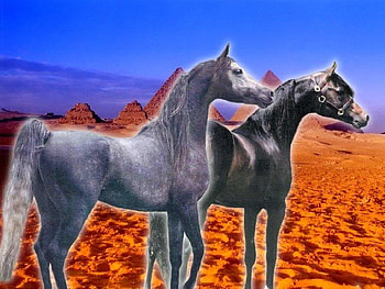 Two Horses, desert, nature, arabians, animals HD wallpaper