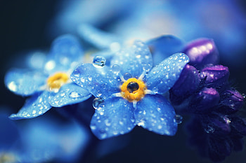 Drops, Macro, Petals, Forget-Me-Nots HD wallpaper