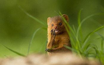 Animals, Grass, Muzzle, Animal, Unusual, African Mongoose HD wallpaper