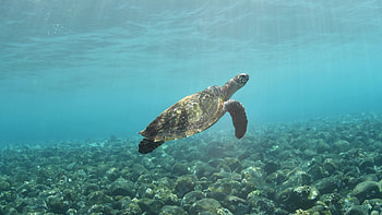 Sea turtle exploration, Coral reef beauty, Food hunting, Fascinating marine ecosystem HD wallpaper