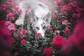 Between roses, dog, white, summer, ciri, puppy, pink, flower, border collie, australian shepherd, trandafir, caine HD wallpaper