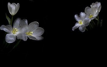 Plants, Flowers, Background HD wallpaper