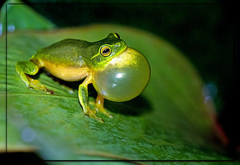 FRAMED FROGS, FROG, NATURE, FRAMED HD wallpaper