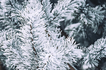 Winter, Pine, Snow, Macro, Branch HD wallpaper