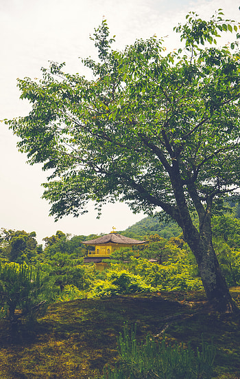 Nature, Trees, Building, Miscellanea, Miscellaneous, Pagoda, Temple HD phone wallpaper