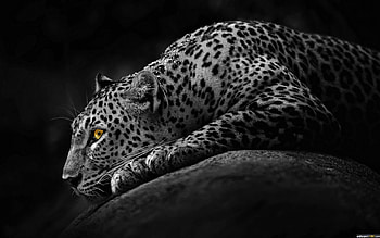Black Dark Jaguar Windows 10 | , .. HD wallpaper
