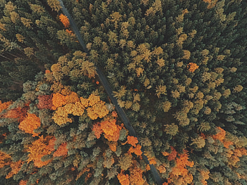 Nature, Trees, View From Above, Forest HD wallpaper