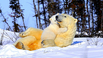 Animals, Snow, Young, Couple, Pair, Joey, Embrace, Polar Bear HD wallpaper