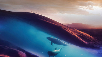 Dolphins In Desert , desert, dolphin, artist, artwork, digital-art, behance HD wallpaper