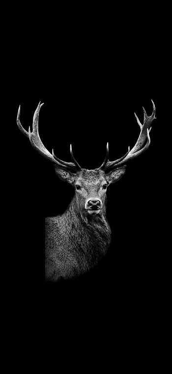 Deer background, , Majestic creature, Nature HD phone wallpaper